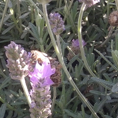 Apis mellifera