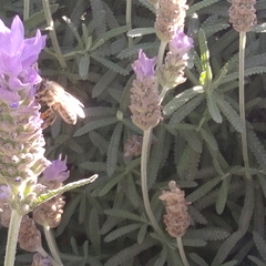 Apis mellifera