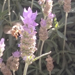 Apis mellifera