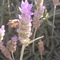 Apis mellifera