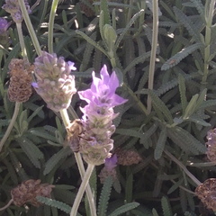 Apis mellifera