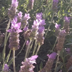 Apis mellifera