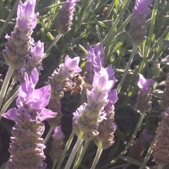 Apis mellifera