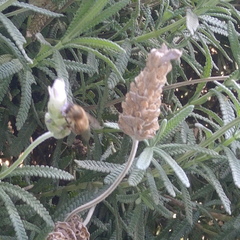 Apis mellifera
