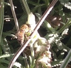 Apis mellifera