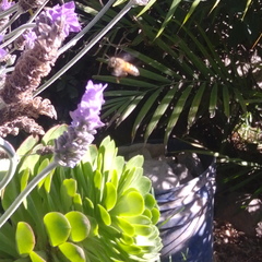 Apis mellifera