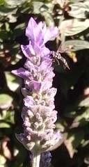 Dioprosopa