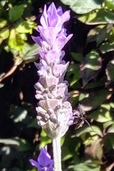 Dioprosopa