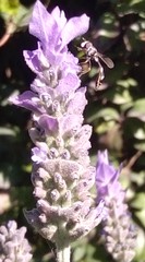 Dioprosopa
