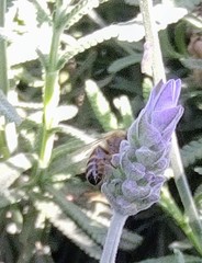 Apis mellifera