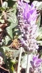 Apis mellifera
