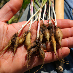 Perideridia gairdneri