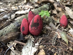 Balanophora yakushimensis