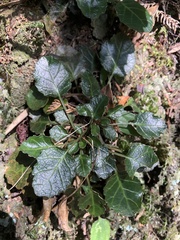 Shortia rotundifolia