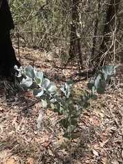 Acacia podalyriifolia