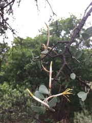 Agelanthus natalitius