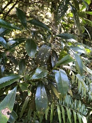 Pyrenaria microcarpa