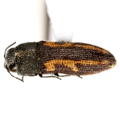 Acmaeodera ligulata