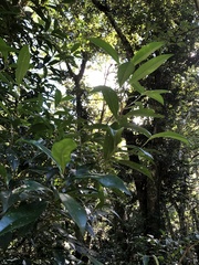 Pyrenaria microcarpa