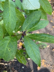Lonicera involucrata