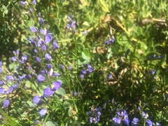 Comesperma volubile