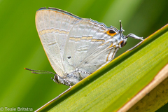 Hypolycaena phorbas