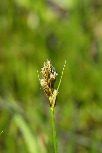 Carex athrostachya iNat (3)