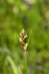 Carex athrostachya