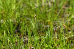 Carex athrostachya