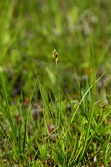 Carex athrostachya