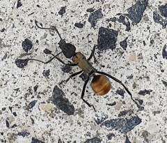 Polyrhachis ammon