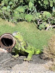 Iguana iguana