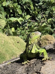 Iguana iguana