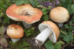 Russula aurantioflammans