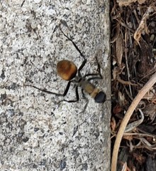 Polyrhachis ammon