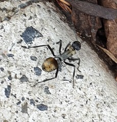 Polyrhachis ammon