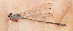 Pseudagrion salisburyense