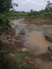 Pseudagrion salisburyense