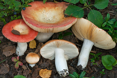 Russula aurantioflammans