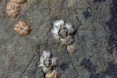 Austrominius modestus