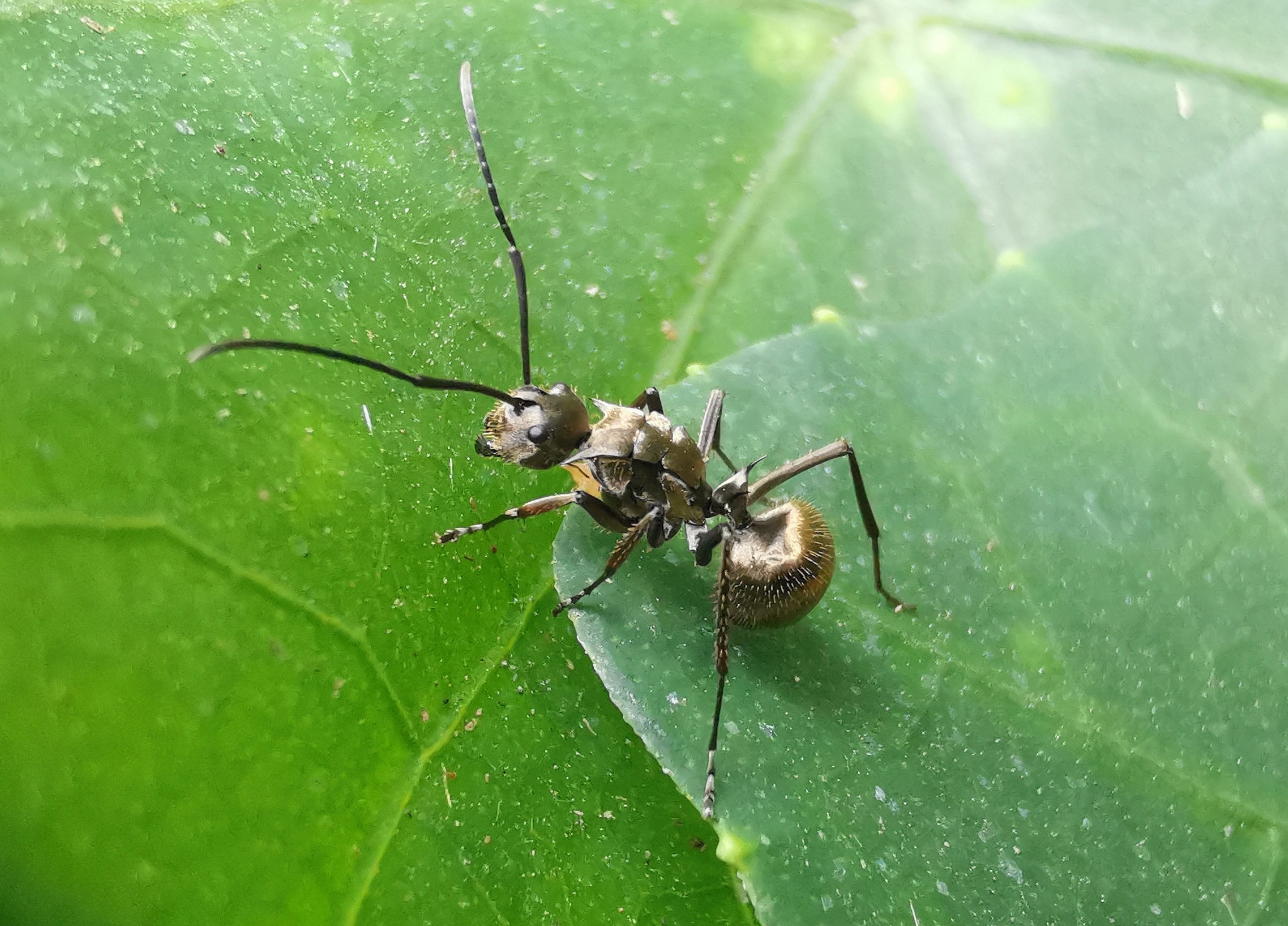 Polyrhachis proxima