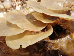 Lobophora variegata