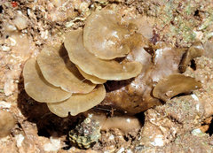 Lobophora variegata