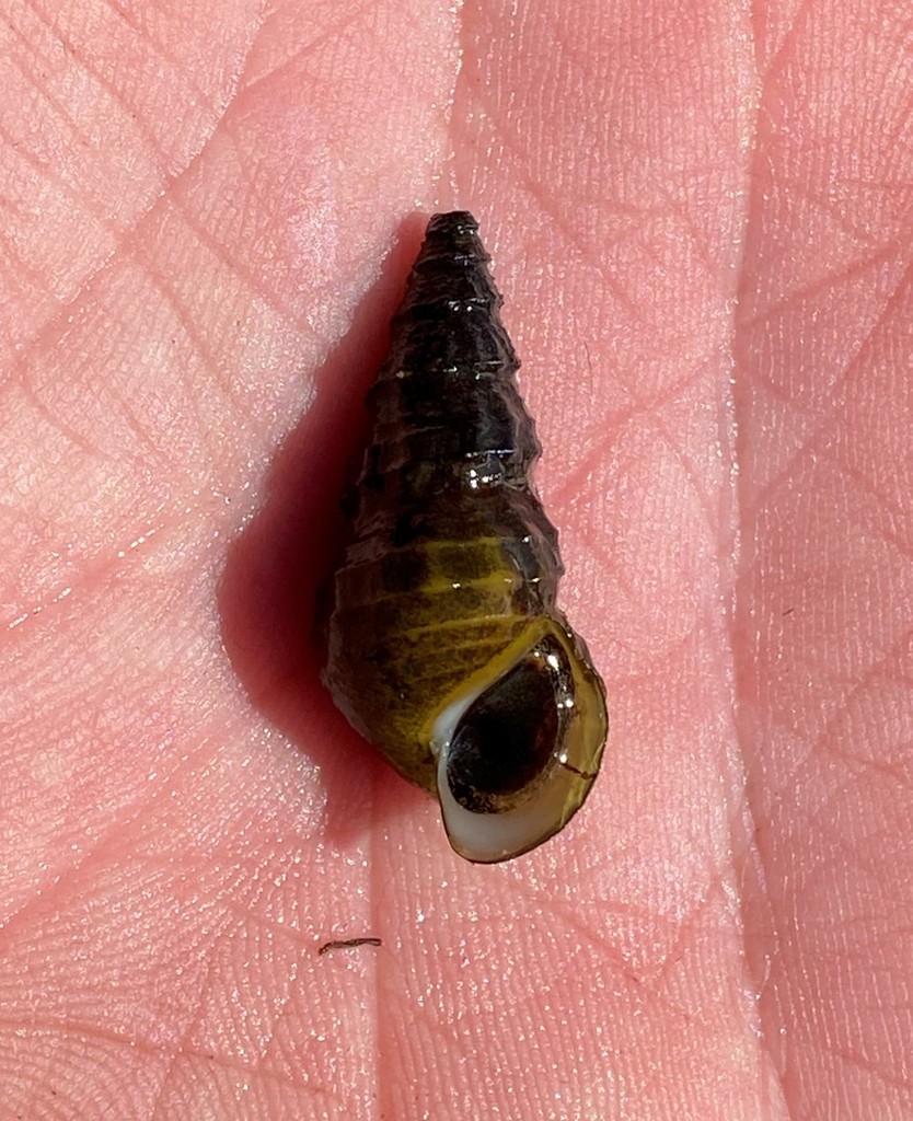 flaxen elimia