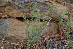 Galium serpenticum