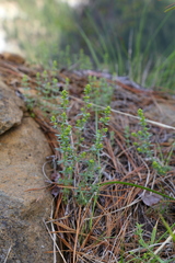 Galium serpenticum