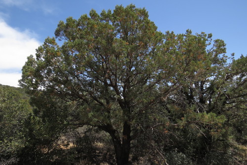 alligator juniper