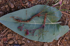 Lomatium gormanii