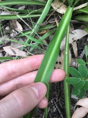 Chlorophytum comosum