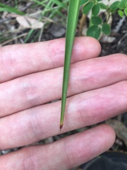 Chlorophytum comosum